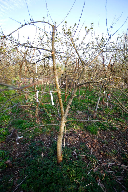 Aroma (Nr.MOF.8) – Stort Äppleträd - Malus Domestica 'Aroma'