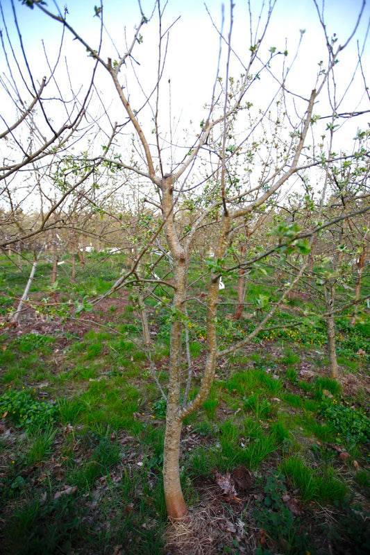 Astrakan (Nr.MOF.2) – Stort Äppleträd - Malus Domestica 'Astrakan'