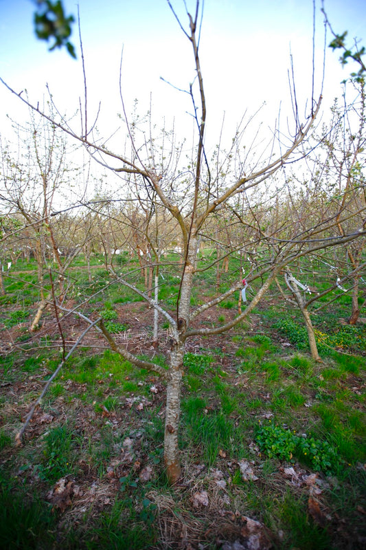 Ellis Bitter (Nr.MOF.3) – Stort Äppleträd - Malus Domestica 'Ellis Bitter'