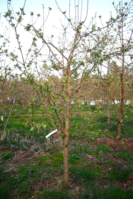 Astrakan (Nr.MOF.4) – Stort Äppleträd - Malus Domestica 'Astrakan'