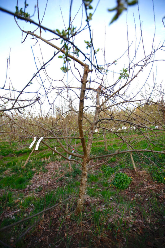 Ellis Bitter (Nr.MOF.4) – Stort Äppleträd - Malus Domestica 'Ellis Bitter'