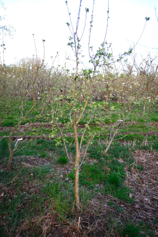 Astrakan (Nr.MOF.5) – Stort Äppleträd - Malus Domestica 'Astrakan'