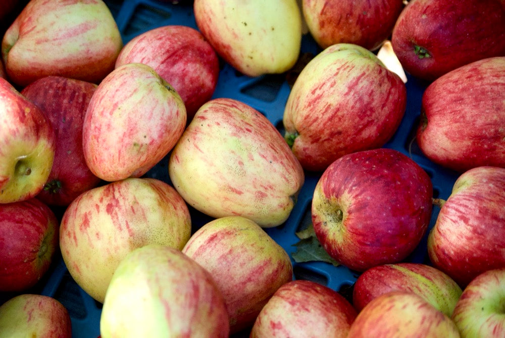 Maren Nis Äpple på Antonovka Grundstam - Malus Domestica 'Maren Nis'