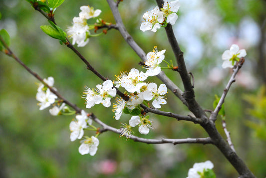 Althans Reine Claude Plommon - Prunus Domestica 'Althans Reine Claude'