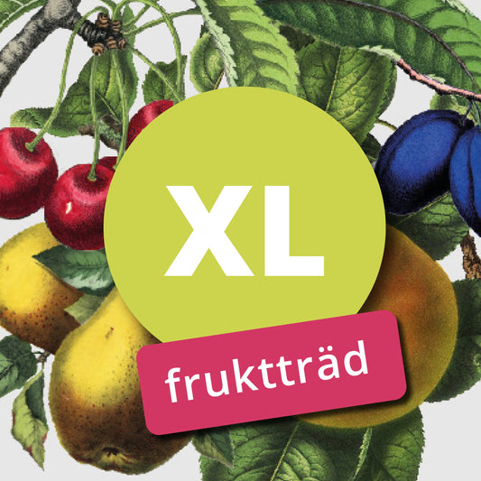 Elli's Bitter – Big Apple Tree - Malus Domestica 'Ellis Bitter'