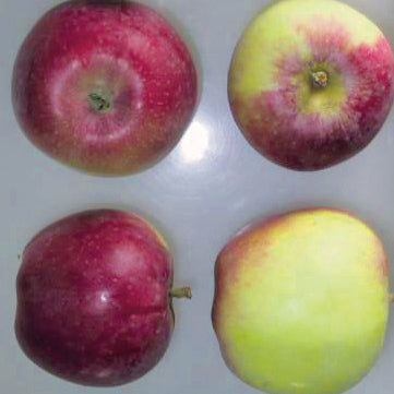 Alice I – Stort Äppleträd - Malus Domestica 'Alice'