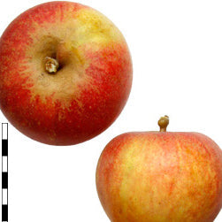 Antonius Äpple på Antonvoka Grundstam - Malus Domestica 'Antonius'
