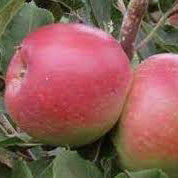 Beauty of Bath Äpple på Antonovka Grundstam - Malus Domestica 'Beauty of Bath'