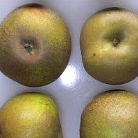 Brownlees Russet Äpple på Antonvka Grundstam - Malus Domestica 'Brownlees Russet'