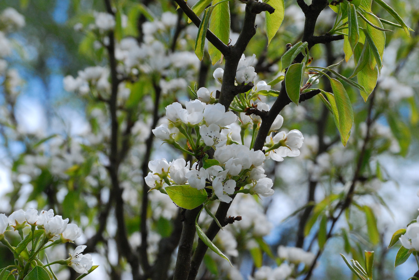 Conference Päron - Pyrus Communis 'Conference'