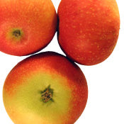 Discovery – Stort Äppleträd - Malus Domestica 'Discovery'