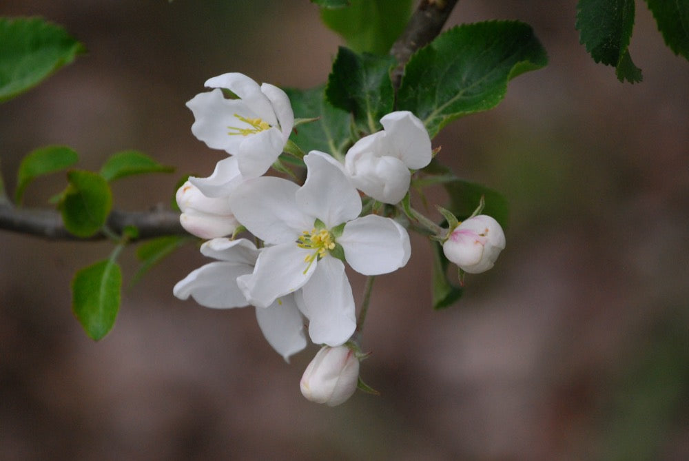 Hyslop – Stort Äppleträd - Malus Domestica 'Hyslop '