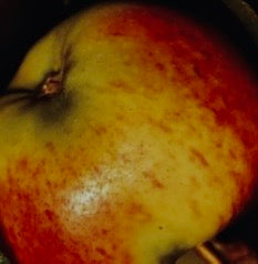 Eva Lotta Äpple på Antonovka Grundstam - Malus Domestica 'Eva Lotta'