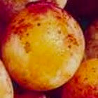 Mirabelle de Nancy Plommon - Prunus Domestica 'Mirabelle de Nancy'