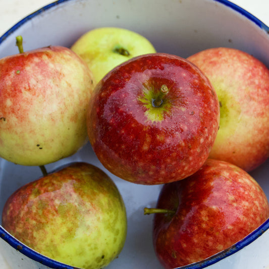 Ingrid Marie Äpple på Antonovka Grundstam - Malus Domestica 'Ingrid Marie'