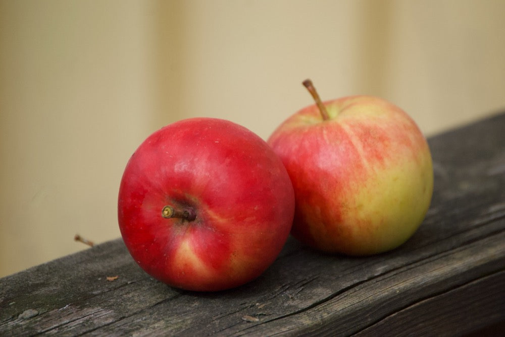 Katy / Katja I – Stort Äppleträd - Malus Domestica 'Katy / Katja'