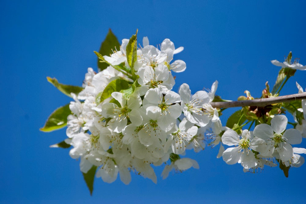 Merton Late (Nr.1) – Stort Körsbärsträd - Prunus Avaium ´Merton late`