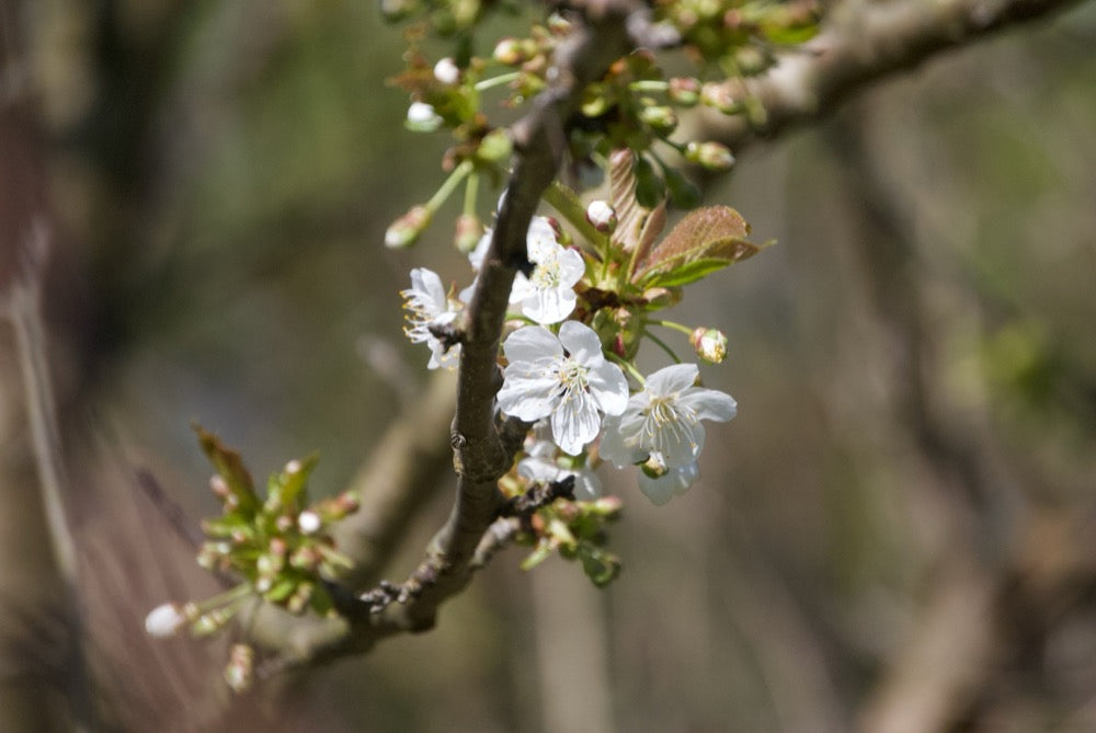 Regina Körsbär - Prunus Avaium ´Regina`