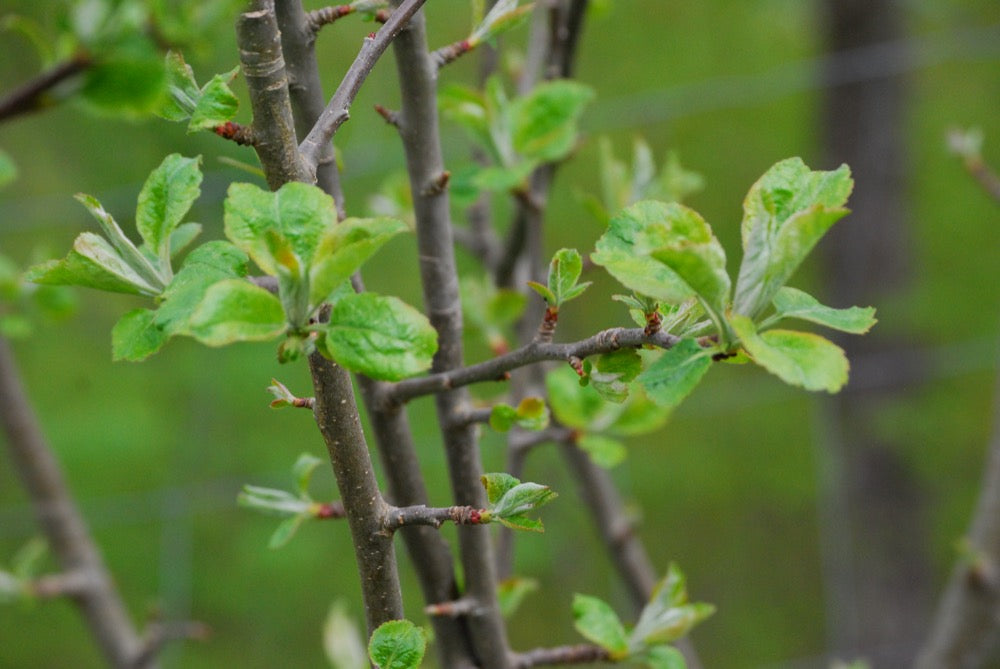 Signe Tillisch II – Stort Äppleträd - Malus Domestica 'Signe Tillisch'