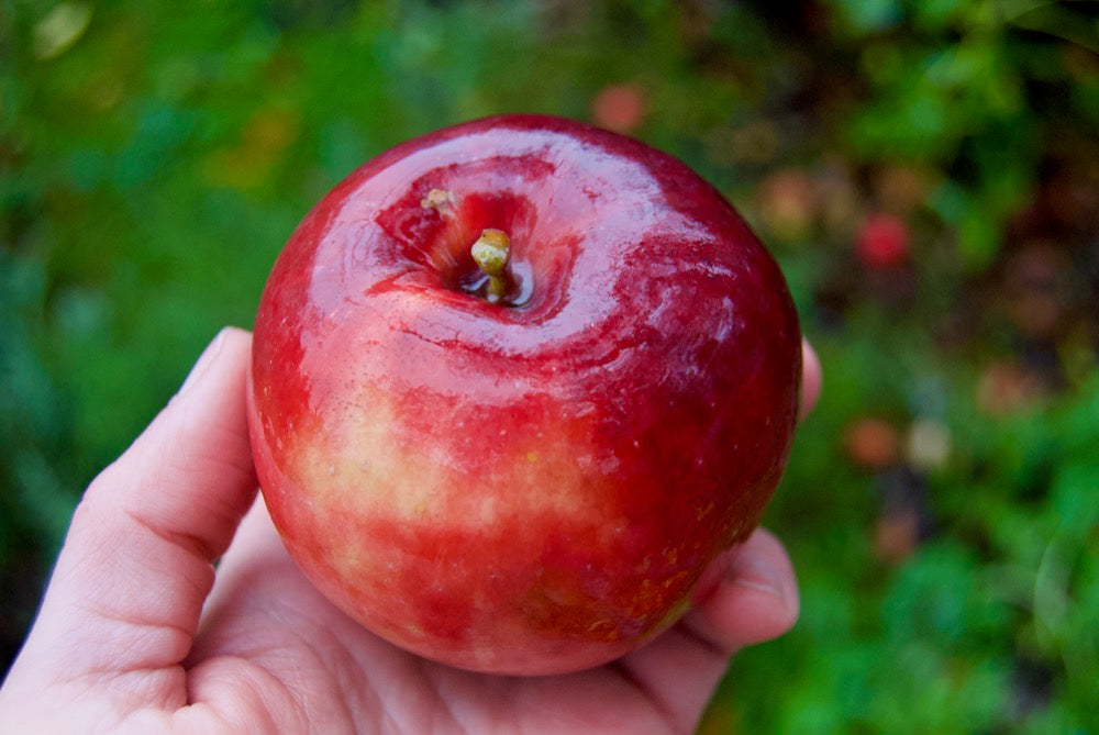 Spartan – Stort Äppleträd - Malus Domestica 'Spartan'