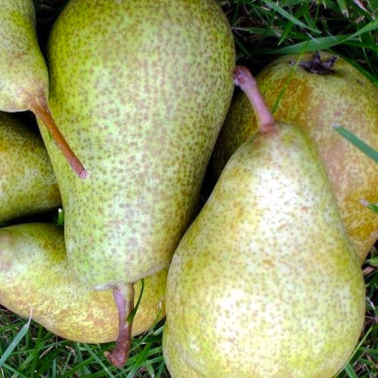 Anna Päron - Pyrus Communis 'Anna'