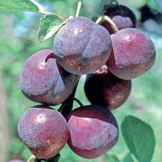 Bonne De Bry IV – Stort Plommonträd - Prunus Domestica 'Bonne De Bry'