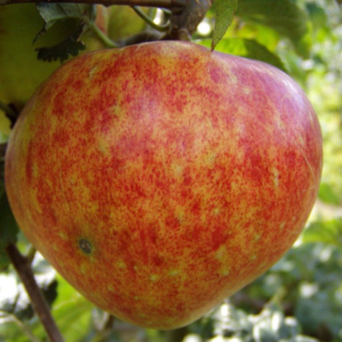 Brændekilde – Stort Äppleträd - Malus Domestica 'Brændekilde'