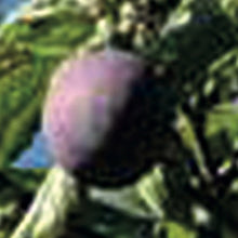 Experimentalfältets Sviskon - Prunus Domestica 'Experimentalfältets Sviskon'