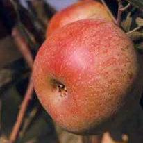 Foxwhelp red Cider Äpple på MM106 Grundstam - Malus Domestica 'Foxwhelp red'