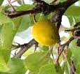 Skånskt Gulplommon (Gul Havre Blomme) - Prunus Domestica 'Skånskt Gulplommon'