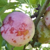 Kungsplommon (1 m) - Prunus Domestica 'Kungsplommon'