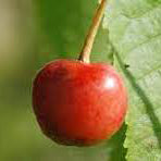 Elli's Bitter – Big Apple Tree - Malus Domestica 'Ellis Bitter'