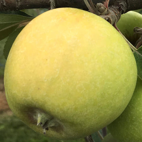 Michelin Äpple på Antonovka Grundstam - Malus Domestica 'Michelin'