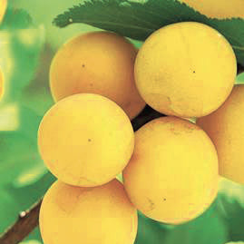 Reine Claude d'Oulliance Plommon - Prunus Domestica 'Reine Claude d'Oulliance'