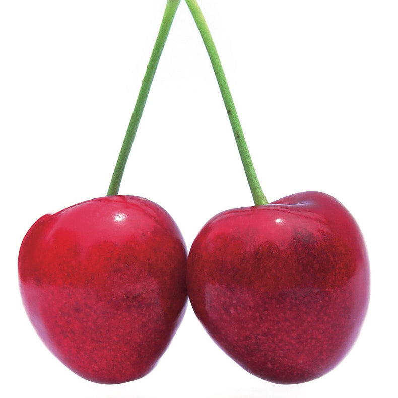 Stella Körsbär - Prunus Avaium 'Stella'