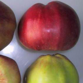 Tom Putt cider äpple på Antonovka Grundstam - Malus Domestica 'Tom Putt'