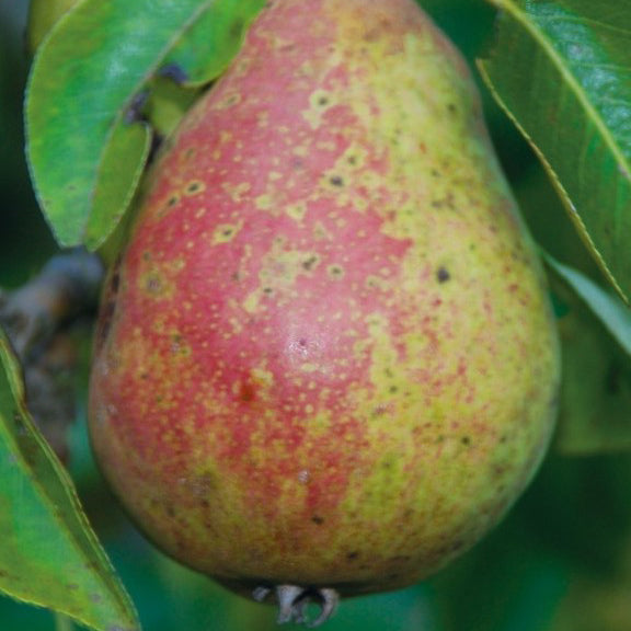 Williamspäron (Williams Bon Chrétien) - Pyrus Communis 'Williams Bon Chrétien'