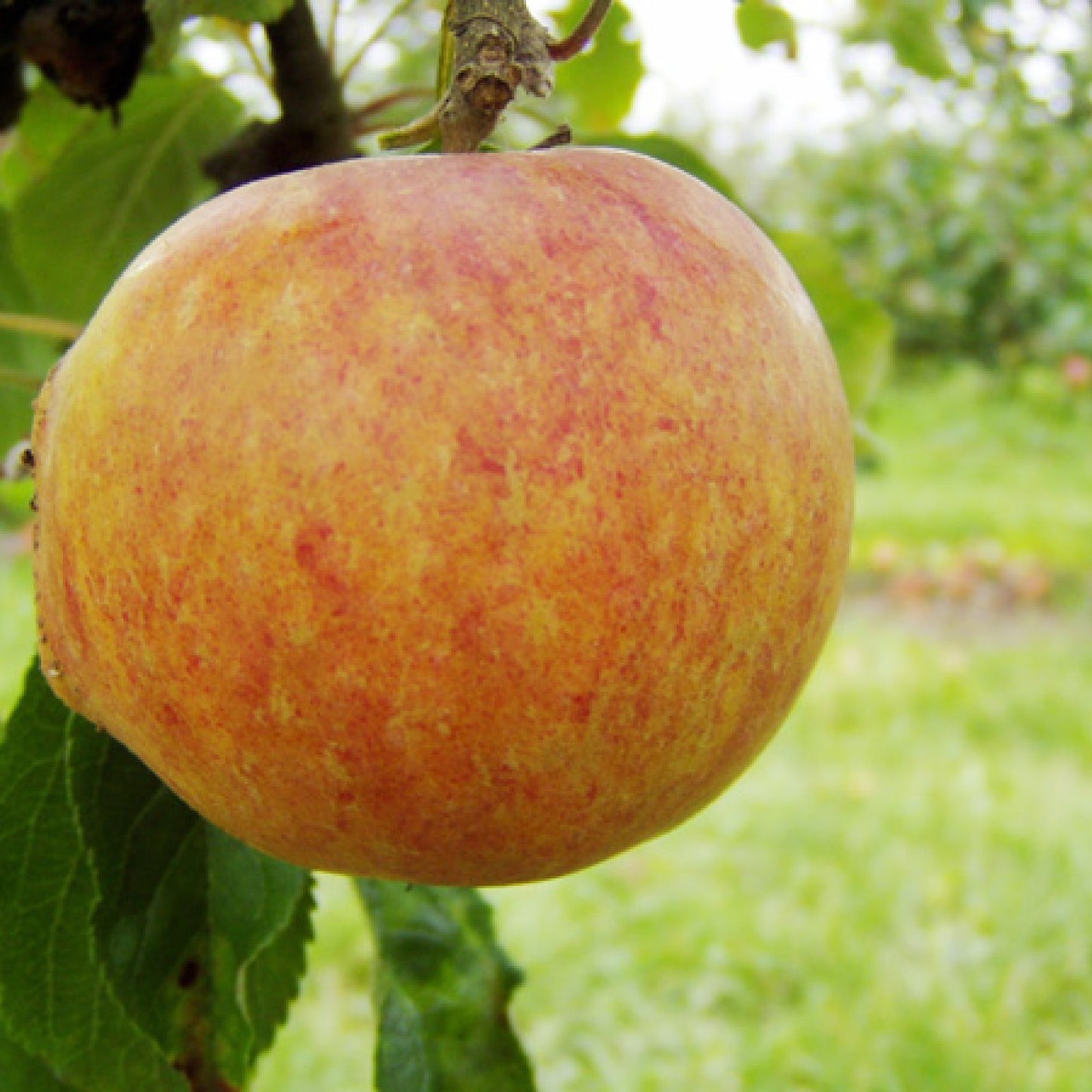 Cox's Orange Äpple på Antonokva Grundstam - Malus Domestica 'Cox's Orange'