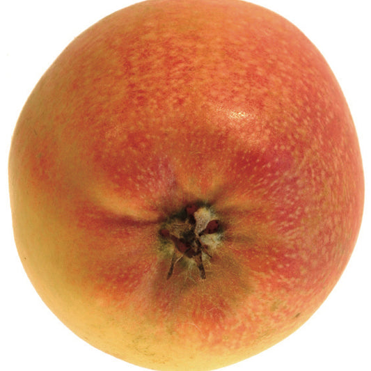 Adams Pearmain Äpple på Antonovka Grundstam - Malus Domestica 'Adams Pearmain'