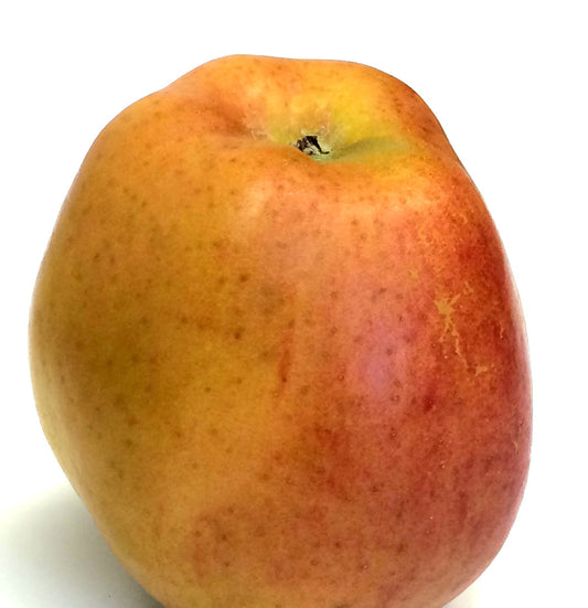 Åkerö Äpple på Antonovka - Malus Domestica 'Åkerö'