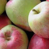 Annas Äpple på Antonovka - Malus Domestica 'Annas'