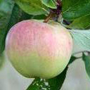 Antonovka Äpple - Malus Domestica 'Antonovka'