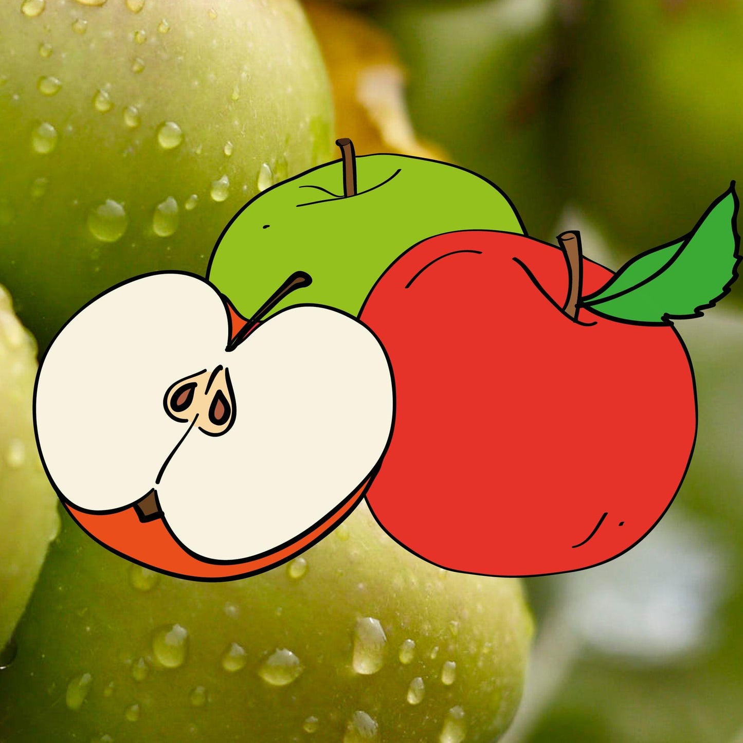 Ashton Brown Jersey cider Äpple på Antonovka Grundstam - Malus Domestica 'Ashton Brown Jersey'