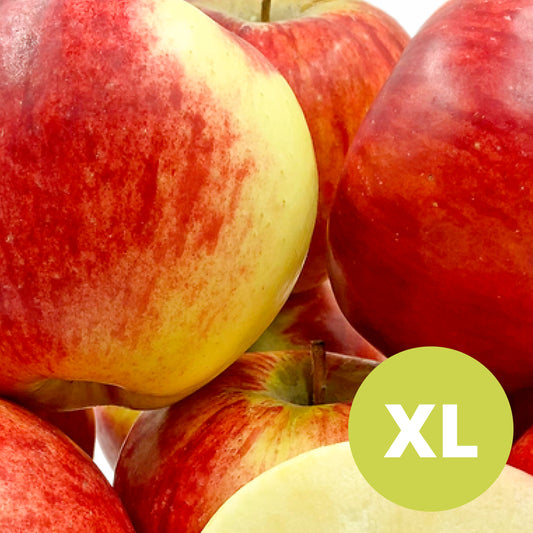 Apport – Stort Äppleträd - Malus Domestica 'Apport'