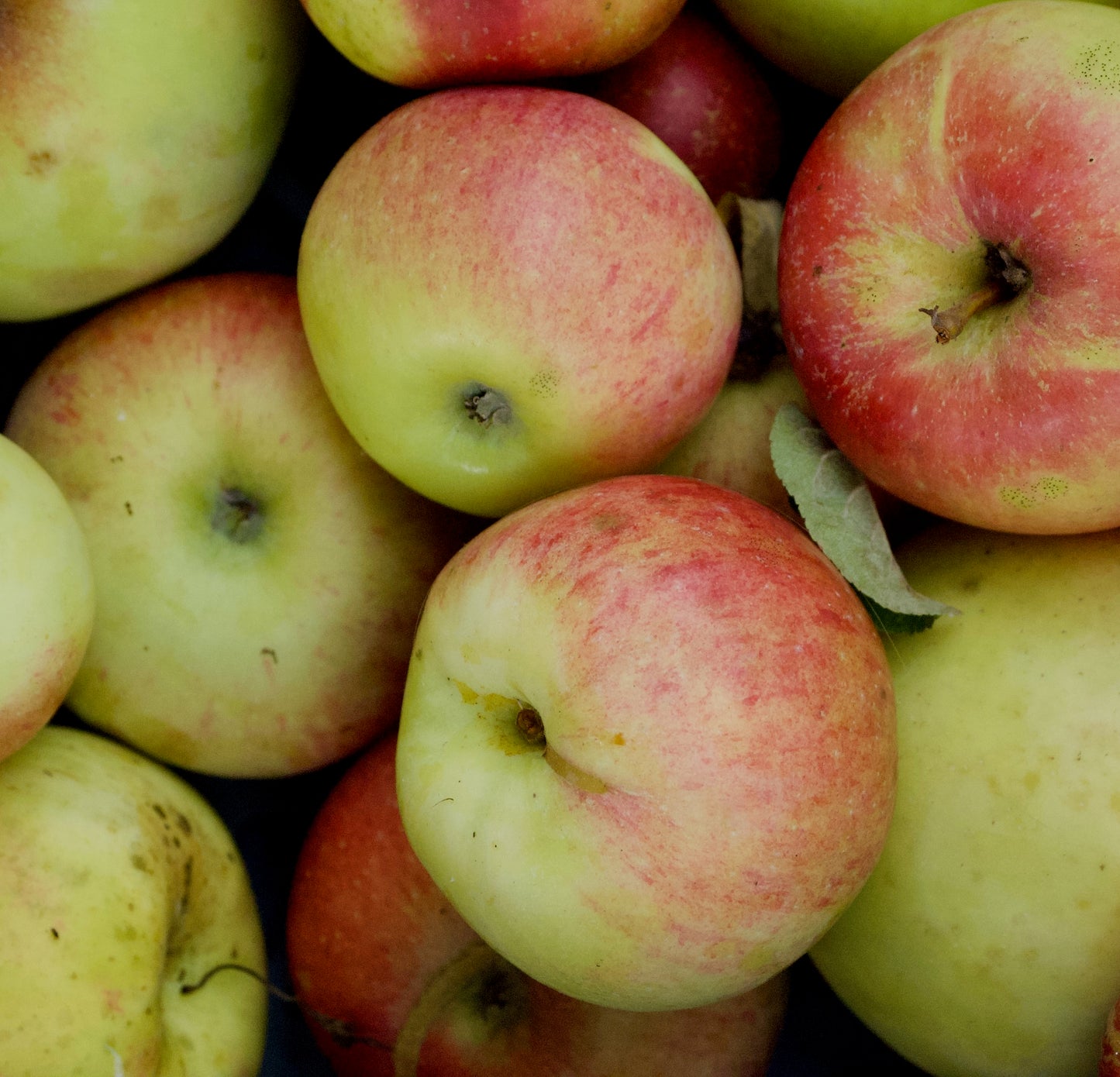 Aroma (Nr.MOF.8) – Stort Äppleträd - Malus Domestica 'Aroma'