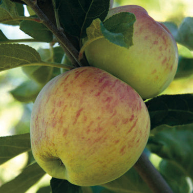 Astrakan (Vit) Äpple på P60 Grundstam - Malus Domestica 'Astrakan'