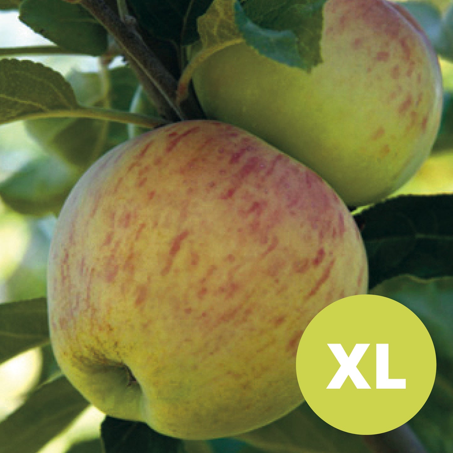 Astrakan (Vit) – Stort Äppleträd - Malus Domestica 'Astrakan'