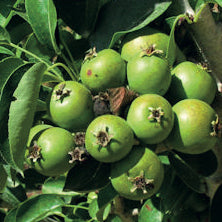 Bambinella Päron - Pyrus Communis 'Bambinella'