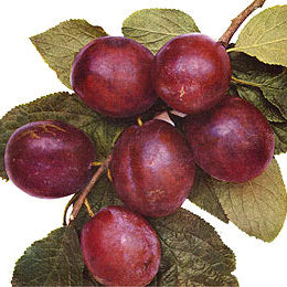 Belle de Louvain Plommon - Prunus Domestica 'Belle de Louvain'
