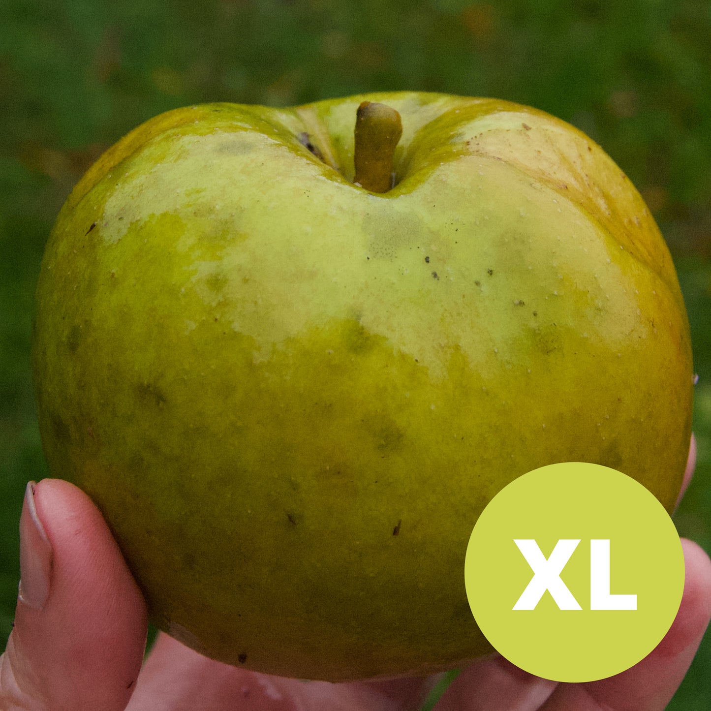 Belle de Boskoop – Stort Äppleträd - Malus Domestica 'Belle de Boskoop'